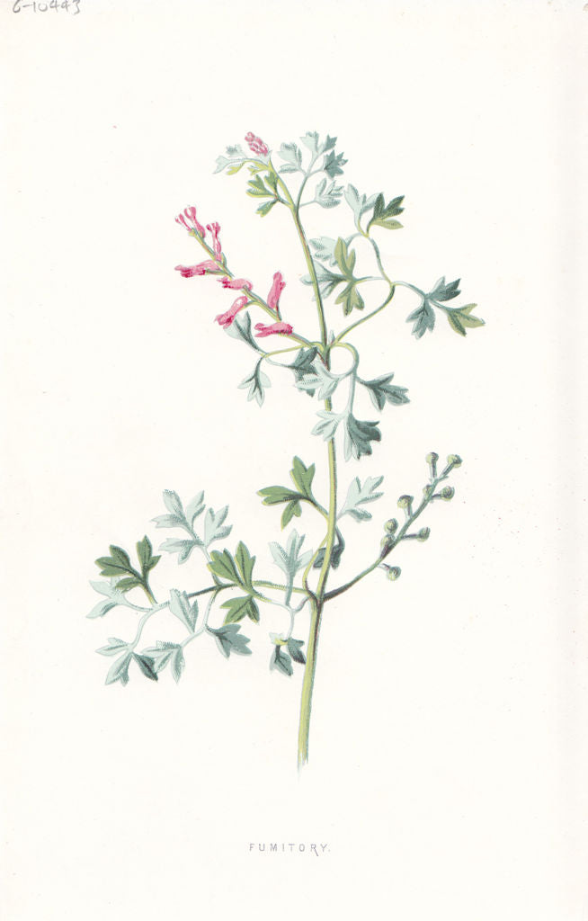 FLOWERS. Fumitory c1895 old antique vintage print picture